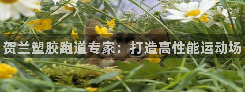 谈球吧下载：贺兰塑胶跑道专家：打造高性能运动场